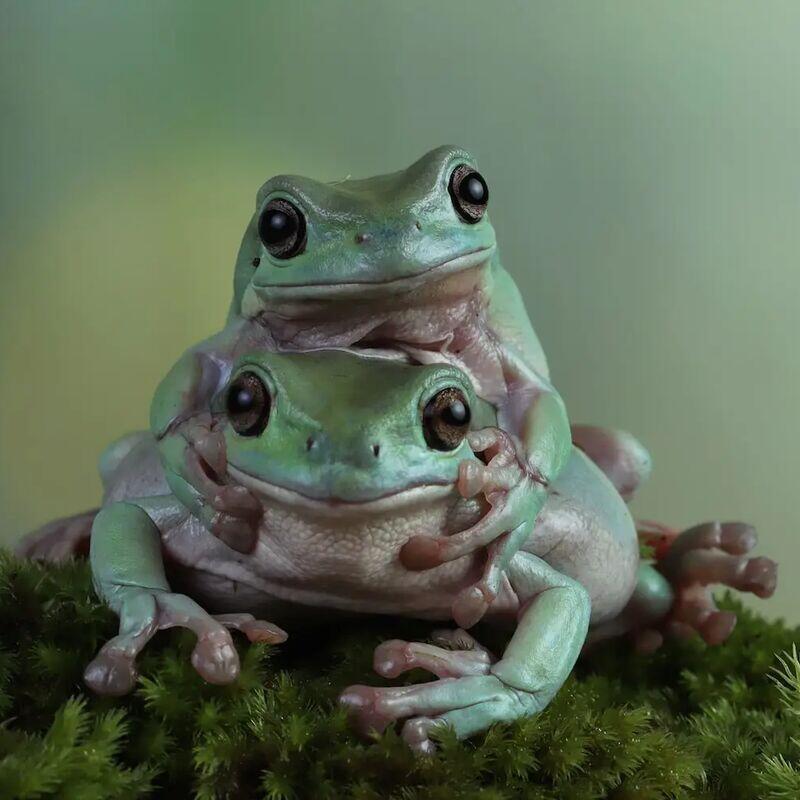 Frog Legs